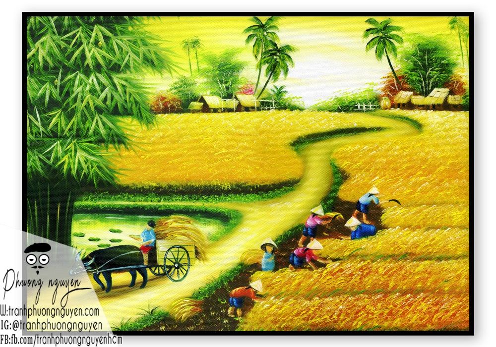 Tranh vẽ quê nhà mùa gặt lúa 